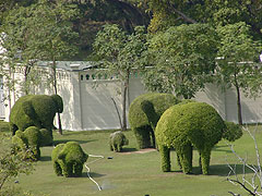 象の形に剪定された植木