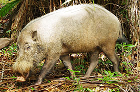 バコ国立公園 その３ ボルネオに生きる動物たち サル以外 ボルネオ島クチン バコ国立公園編