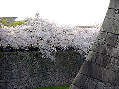 堀の周りを囲む桜